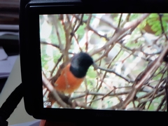 Phoenicurus ochruros