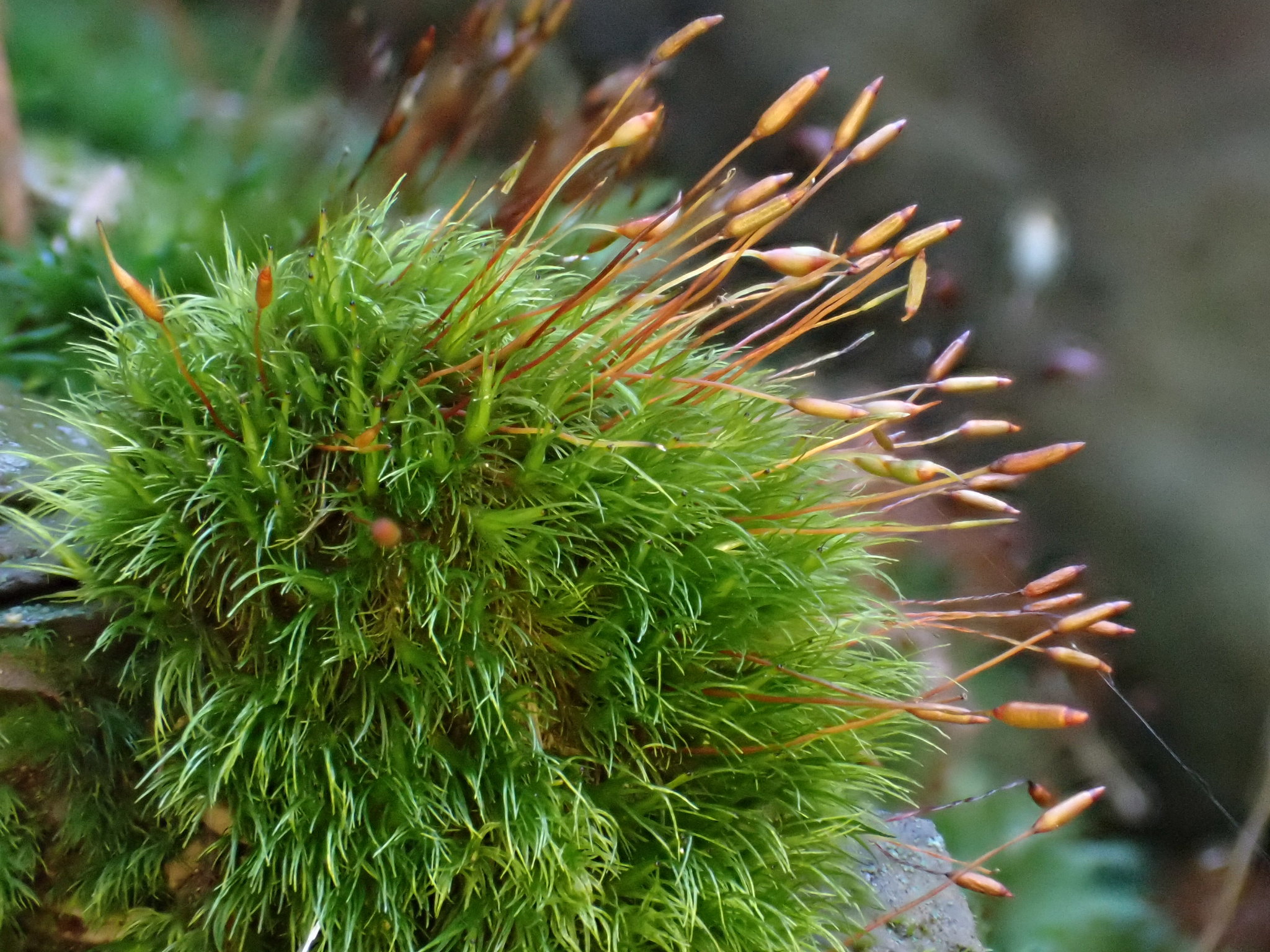 Dicranella