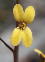 Stylidium luteum