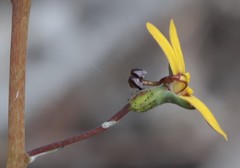 Stylidium luteum