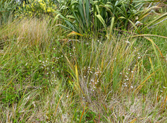 Libertia peregrinans