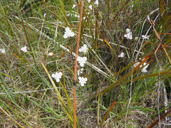 Libertia peregrinans
