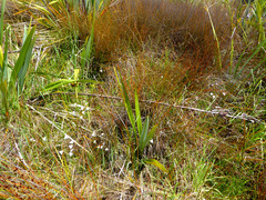 Libertia peregrinans