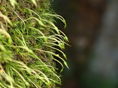 Blindiadelphus recurvatus