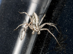 Oxyopes globifer