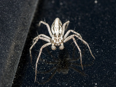 Oxyopes globifer