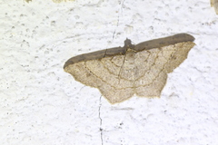 Semiothisa arenisca
