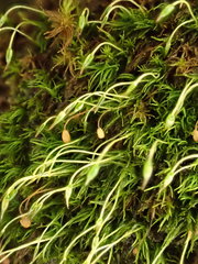 Blindiadelphus recurvatus