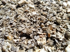 Atriplex buchananii