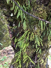 Pyrrosia linearifolia