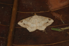 Semiothisa arenisca