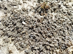 Atriplex buchananii