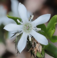 Orianthera serpyllifolia