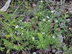 Orianthera serpyllifolia