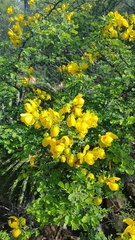 Cassiinae