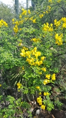 Cassiinae