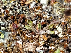 Leptinella conjuncta