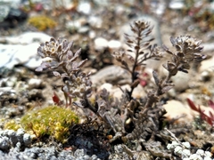 Lepidium solandri