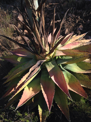 Agave chrysantha