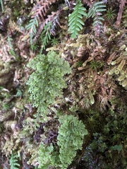 Hymenophyllum polyanthon