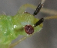 Macrolophus pygmaeus