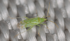 Macrolophus pygmaeus