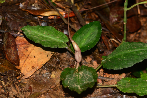 Lagenandra meeboldii, photograph 2