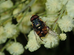 Austalis copiosa