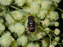 Austalis copiosa