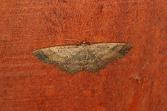 Melanolophia distracta