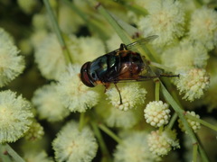 Austalis copiosa