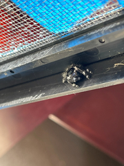 Phidippus audax