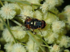 Austalis copiosa