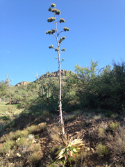 Agave chrysantha