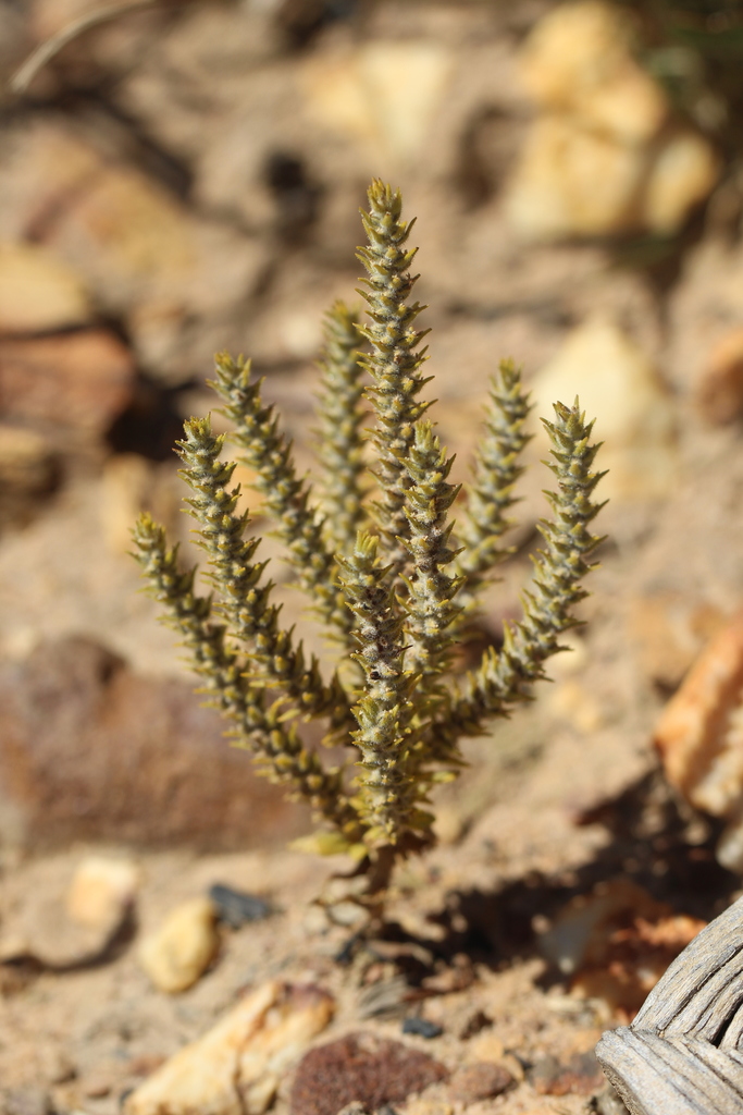 Chenopodiopsis hirta (Chenopodiopsis hirta)