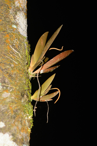 Image of Oberonia brunoniana by no rights reserved