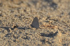 Pseudonacaduba sichela sichela