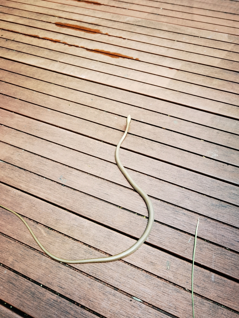 Stolickza's Ringneck