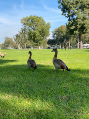 Alopochen aegyptiaca