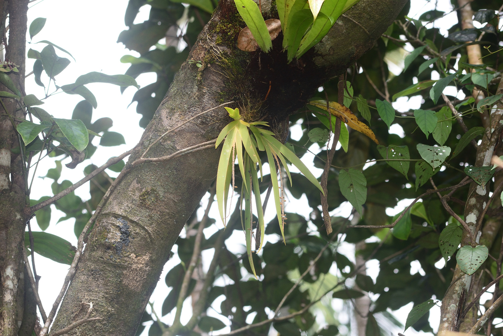 Oberonia ensiformis