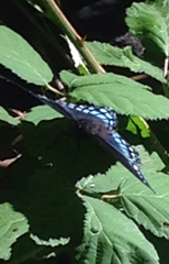 Limenitis arthemis arizonensis