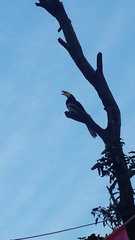 Anthracoceros albirostris