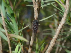 Atrapsalta corticina