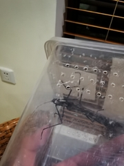 Trachythorax