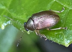 Colaspis aenea