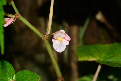 Begonia dipetala, photograph 4