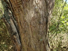 Olearia fragrantissima