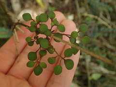 Teucrium parvifolium