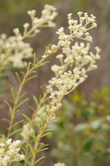 Astrotricha asperifolia