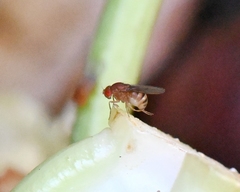 Drosophila immigrans